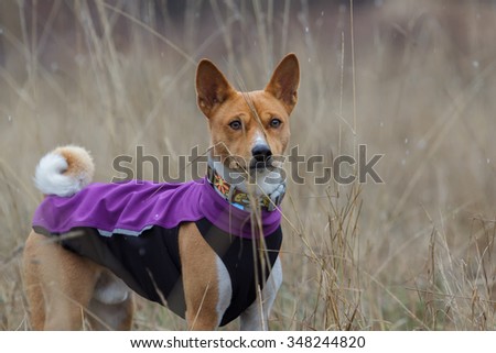 Portrait of a Basenji dog in clothes. Winter, cold day. Close-up