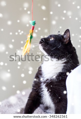 pets and playing concept - black and white cat playing with feather toy over snow effect