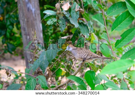 Ruddy Cuckoo-Dove, Thai Dove