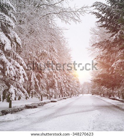 Snow-covered trees in the city park. Sunset