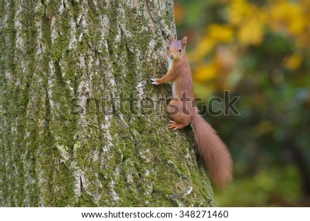 Red squirrel on a tree trunk