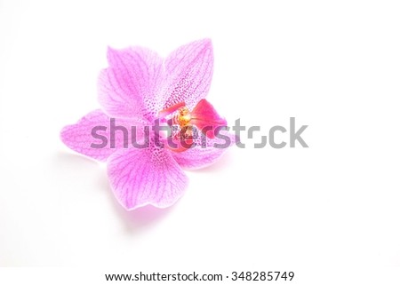 orchid on white background 