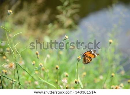 butterfly on flower -Blur flower background,butterflies flying in cosmos flowers
