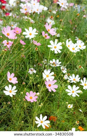 Flowers on meadow
