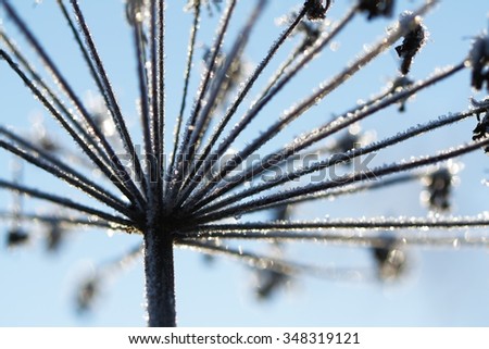 abstract dry flower in winter