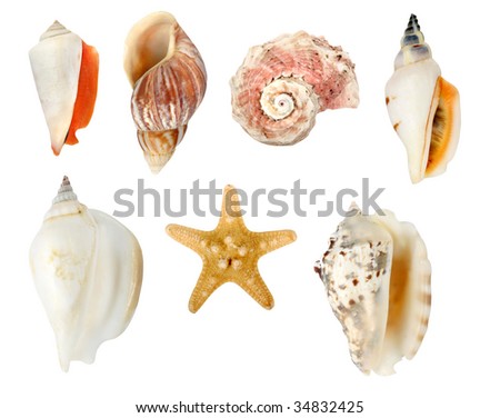 Collection of seashells on white background with clipping paths