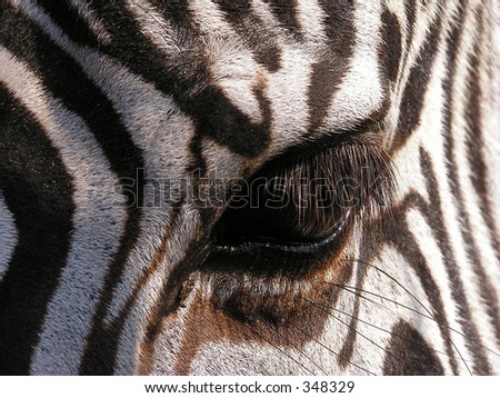 Zebra - close-up on eye