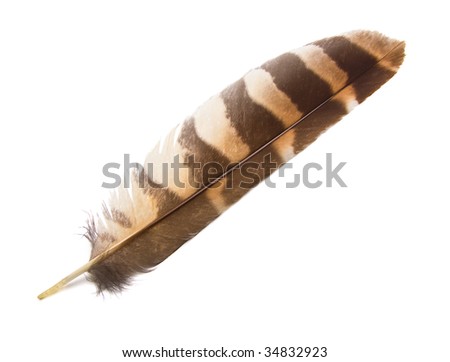 Owl wing feather isolated.