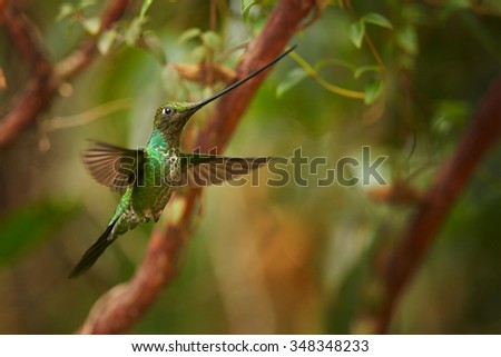 Nice photo of unique Sword-billed Hummingbird Ensifera hovering in the air in its typical natural environment in higher altitude of cloud forest. Green blurred background. Yanacocha, Ecuador, March.