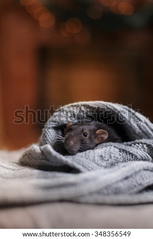 studio portrait of a brown domestic rat 