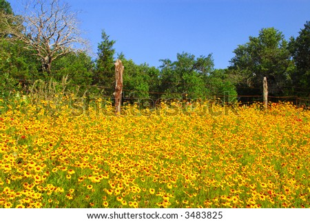 Bright yellow wild flowers on a sunny spring day