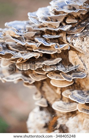 Colorful tree mushrooms on an old trunk with natural background - beautiful details