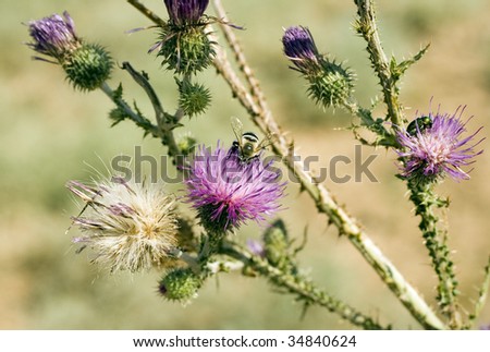 Thorny flowering bur with sitting bee