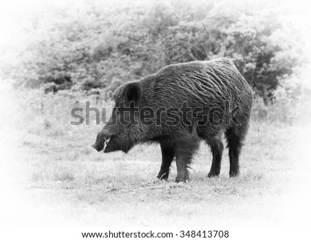 European wild boar (sus scrofa) - greyscale image