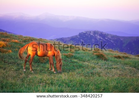 Beautiful red horse in a picturesque sunrise mountain view.
