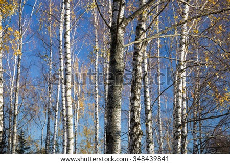 Park in autumn with birches trees. Landscape photo of autumnal nature. Image for backgrounds and wallpapers.