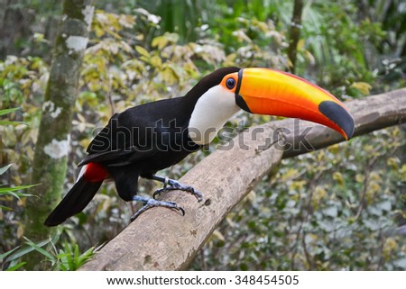 Brazilian toco toucan on a branch in Parque das Aves, Iguazu National Park, Brazil.