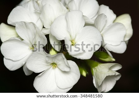 white flower with gentle lobes against a dark background