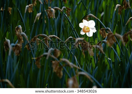  one narcissus