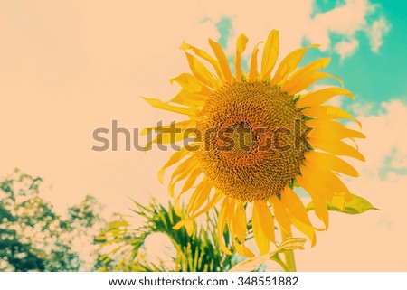 Field of blooming sunflower with blue sky 