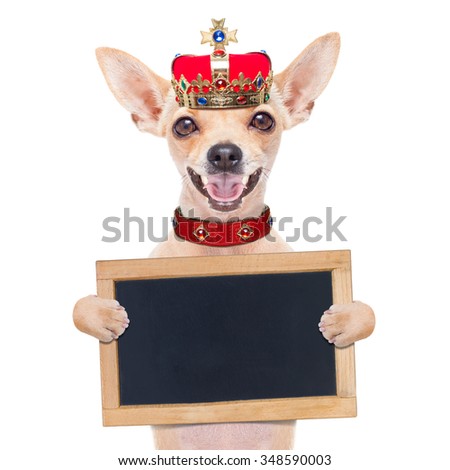chihuahua  dog with crown  