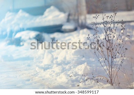 dried plant in the snow in winter
