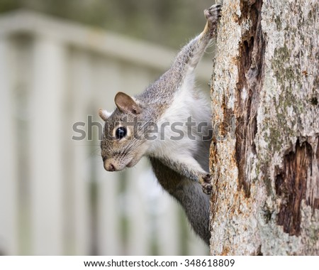 Eastern Gray Squirrel (Sciurus carolinensis) - Perched on a Deck Railing Next to a Fence - Florida