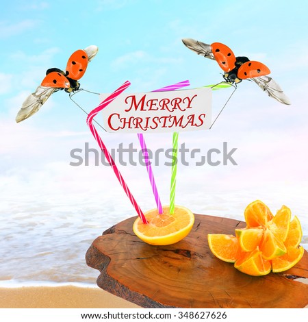 Winter tropical holidays and vacation of Christmas and New Year. Magic seaside blur background with sweet citrus fruits and ladybugs flying with Merry Christmas greeting banner 
