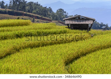 Cottage in middle of rice field with mountain background at Ban Pa Bong Piang, Chiang Mai in Thailand.