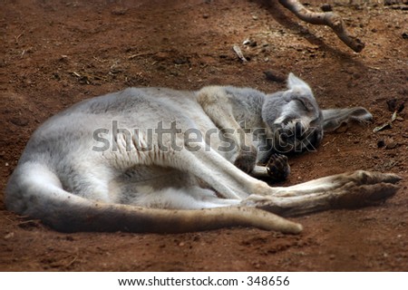 Kangaroo sleeping.