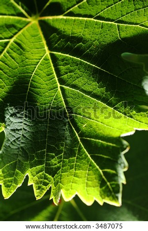 Grape leaf, macro photo. Shallow DOF.