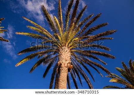 Green Palm Canarian Tree on the Blue Sky Background