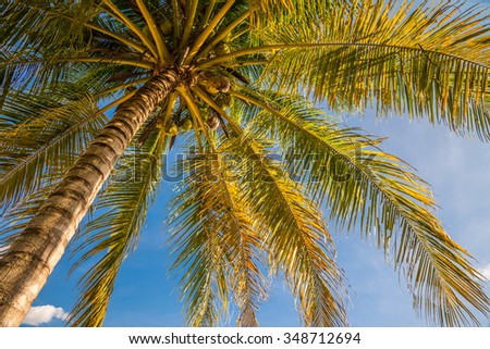 Coconut palm tree on the beach with beautiful sunlight
