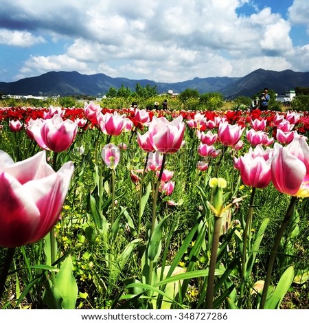 Spring flowers bloom in Japan. Tulip is beautiful in the blue sky/Tulips Garden