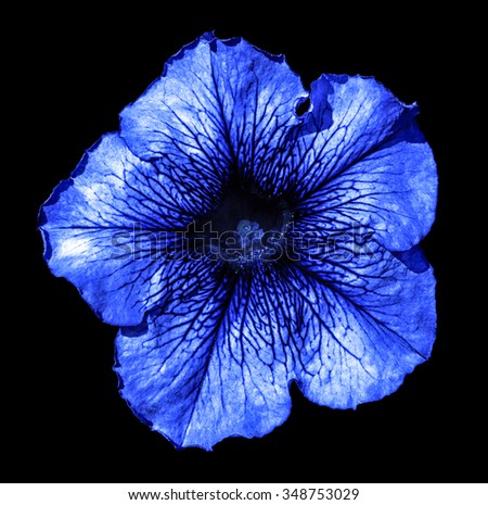 Surreal dark chrome blue Althea flower macro isolated on black