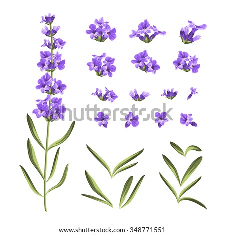 Set of lavender flowers elements. Collection of lavender flowers on a white background. Vector illustration bundle. Royalty-Free Stock Photo #348771551