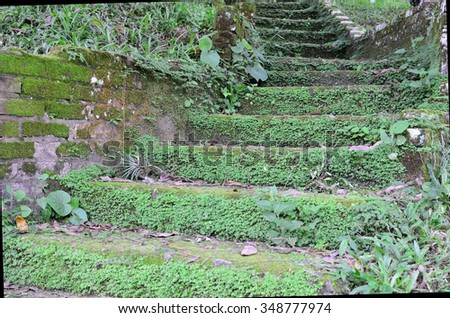 old steps at wild forest