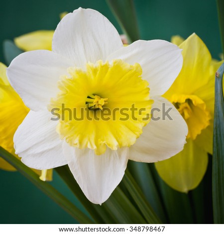 Beautiful spring flowers daffodils. Selective focus