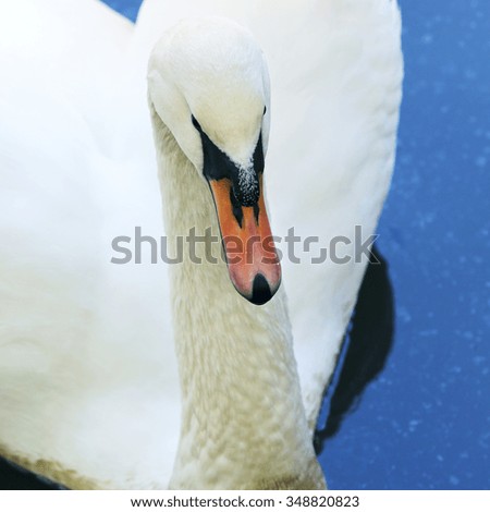 isolated close-up single white swan on a background of water in the setting sun