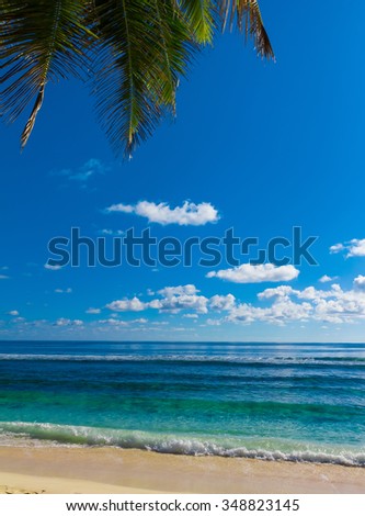 Beach Overhanging Trees 