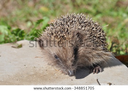Hedgehog (Erinaceomorpha Erinaceinae Erinaceidae) spiny mammal animal