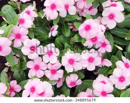 Catharanthus roseus or Periwinkle or Madagascar rosy periwinkle or Cape periwinkle or rose periwinkle or rosy periwinkle or and Old-maid flower