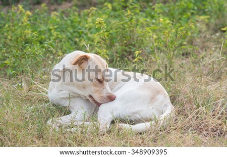 a dog try to scratching its skin. Royalty-Free Stock Photo #348909395