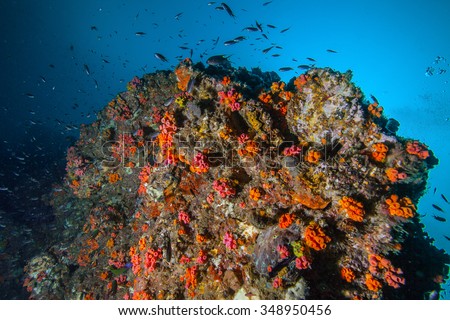 Underwater sea and soft coral 