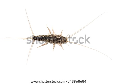 A silverfish, Lepisma saccharina, isolated on white background. This common small insect can cause several damages to paper, book bindings, carpet, clothing, photos, adhesives, glue, tapestries.