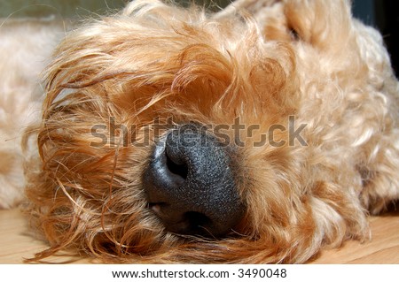 Sleeping curly terrier