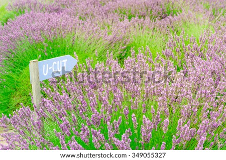 Sign to U-Cut lavender patch/garden of the organic lavender farm in Sequim at sunset. Sequim is the lavender Capital of the North America. Agriculture and harvest season background