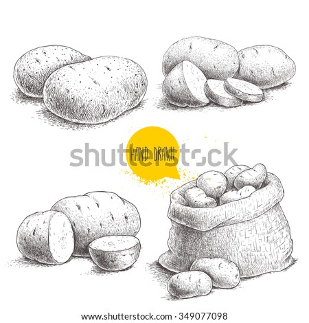 Hand drawn sketch style set illustration of ripe potatoes. Eco food vintage vector illustration Royalty-Free Stock Photo #349077098