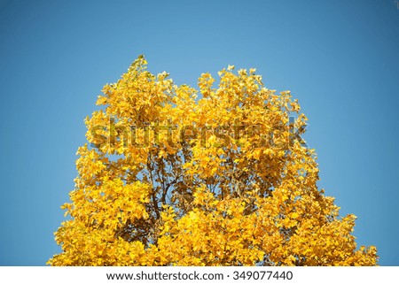Photo low angle view of top branches of golden-leaved maple trees with beautiful sun-illuminated autumn yellow heavy foliage over bright blue sky background, horizontal picture