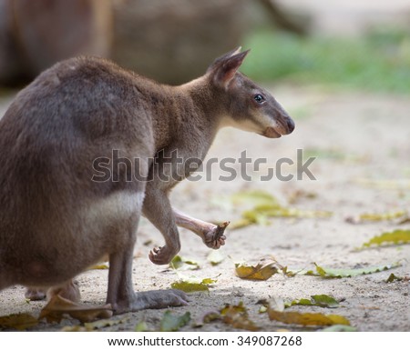 Kangaroo side view. Standing red-legged pademelon (small forest kangaroo) with food in its hand